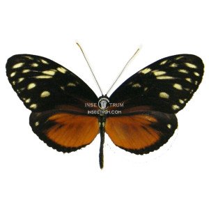 HELICONIUS HECALE